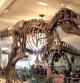 Esqueleto de dinosaurio en el museo de historia natural