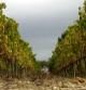 Un viñedo de la DO Penedès