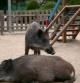 Imagen de archivo de unos jabalíes de Collserola en un parque cercano a la estación del Baixador de Vallvidrera
