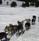Trineos tirados por perros especializados en la estación de esquí andorrana de Grandvalira Grau Roig