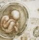 Fotografía cedida por la Colección Real del Palacio de Buckingham del dibujo 'El feto en el útero' (1511 circa), de Leonardo da Vinci