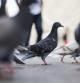 Tarragona utilizará nuevos métodos para reducir la población de palomas, muy presentes en el centro y la Part Baixa