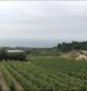 Vista panorámica viñedos Alta Alella
