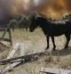 Un hombre trata de salvar a un caballo en el incendio en el Alt Empordà