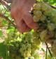 La uva será de calidad, pero bajará la producción