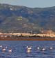 Flamencos en les Salines de la Trinitat del Delta de l'Ebre