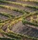 Imagen de las viñas del Priorat