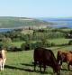 Unas vacas pacen en un prado de la campiña galesa cerca del castillo de Llansteffan