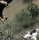 Un águila imperial ibérica llega con una liebre al nido para alimentar a sus polluelos en un lugar aislado de Sierra Morena (Andalucía)