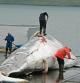 Despiece de una ballena en el puerto de Hvalfjorour, cerca de Reykjavik (Islandia)