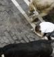 Los toros de la ganadería de Torrestrella han protagonizado un quinto encierro rápido y peligroso