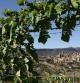 La agricultura es el factor determinante, ahora y en el pasado, del desarrollo económico y cultural del Priorat