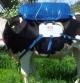 Vaca con una de las mochilas de captura de gas diseñada por los técnicos del INTA de Argentina