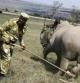 Equipos de vigilancia del Servicio de Vida Salvaje de Kenia con un rinoceronte en el parque nacional de Lago Nakuru