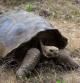 Un ejemplar de una tortuga gigante de las Islas Galápagos, en Ecuador