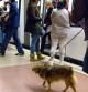 Un usuario del metro lleva sus dos perros en el transporte en la estacion de paseo de gracia / perros con muy poca higiene y que desprendian mucho olor