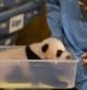 La nueva cría de panda del Zoo de Madrid en la presentación a los medios de comunicación