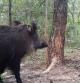 Imagen de un jabalí en el Parc Natural de Sant Llorenç del Munt i l'Obac con un dispositivo GPS