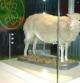 La oveja Dolly, clonada con finalidad científica, fue disecada y está expuesta en el Museo Real de Escocia