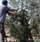 Un agricultor de Arbeca (Tarragona) cosechando las primeras aceitunas de la temporada