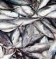 El pescado contiene cada vez más mercurio, denuncia Ecologistas en Acción