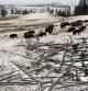 Una manada de bisontes busca hierba bajo la nieve recién caída en el parque nacional de Yellowstone, en las Montañas Rocosas de Estados Unidos.
