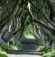 The Dark Hedges, un tramo de una carretera muy especial de Irlanda del Norte
