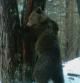 Primera fotografía del oso pardo en el Pirineo el 2014
