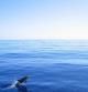 Avistamiento de delfines en la bahía de Mazarrón
