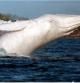 La ballena blanca Migaloo,fotografiada en el sur de Australia en 2013