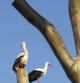 Las cigüeñas en Doñana son unos de los alicientes de un entorno de más de cien mil hectáreas
