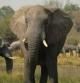 Elefante africano en el Delta del Okavango (Botswana)