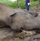 Un oficial de la policía tailandesa inspecciona el elefante que yace muerto en el suelo tras ser envenenado en la provincia de Ayutthaya (Tailandia)