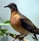 La paloma migratoria o paloma de la Carolina ('Ectopistes migratorius'), ejemplar disecado que se conserva en el Museo Real de Ontario en Toronto (Canadá)