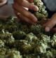 En Colorado preocupa el consumo juvenil de la marihuana