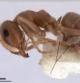Ejemplar de 'Lasius balearicus', la única hormiga endémica de las Baleares