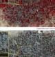 Combo de fotografías de satélite de DigitalGlobe facilitadas por Amnistía Internacional hoy, jueves 15 de enero de 2015. Las imágenes fueron tomadas el 7 de enero de 2015 (abajo) y el 2 de enero de 2015 (arriba) y muestran la destrucción de la localidad de Baga en Nigeria tras el ataque de Boko Haram la semana pasada. Las zonas rojas en la fotografía muestran la vegetación sana