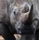 Los rinocerontes, en peligro en Sudáfrica