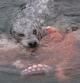 Foca común devorando a un ejemplar de pulpo gigante en Victoria, Canadá