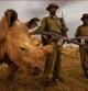 El rinoceronte blanco del norte conocido como Sudán, junto a agentes de protección de la reserva Ol Pejeta, en Kenia