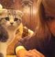 Taylor Swift y su gata Meredith