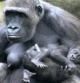 Akiba, la nueva cría de gorila del Zoo de Barcelona, en brazos de su madre, Makena