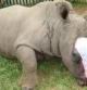 Hope, hembra de rinoceronte herida y recuperada en Sudáfrica