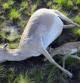 Imagen de algunos ejemplares muertos de antílope saiga