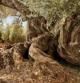 La 'Farga de Arion', el olivo más viejo de España y que se encuentra en la localidad tarraconense de Ulldecona