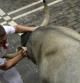 Una imagen del quinto encierro de San Fermín 2015