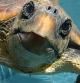 Tortuga en el centro de recuperación de fauna silvestre de Tafira, en la isla de Gran Canaria