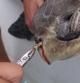 Extracción de un residuo de plástico de la fosa nasal de una tortuga