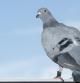 Palomas mensajeras, los pura sangre del aire