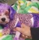 El calvario de una perrita pintada con tintes humanos